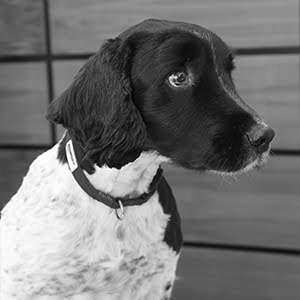 Archie - Meeter / Greeter - RoamingExpert